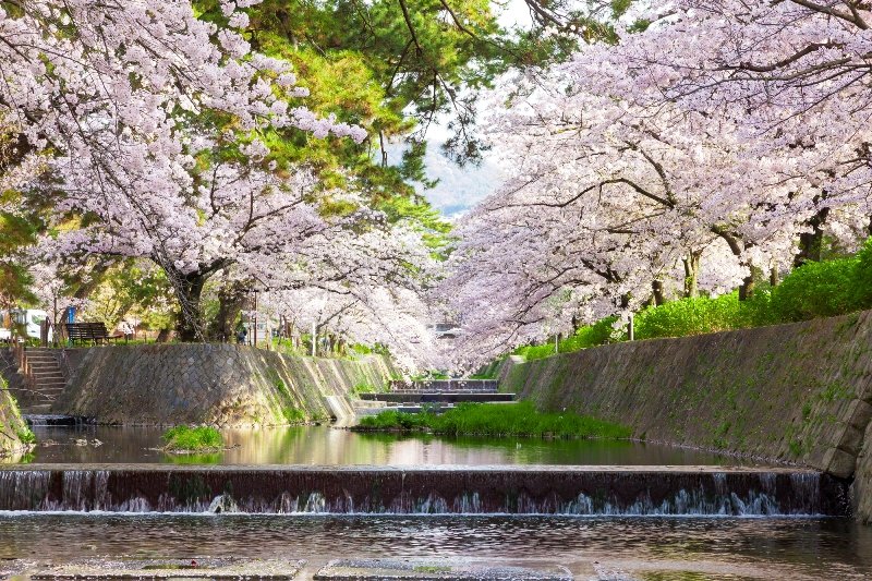 夙川の桜並木