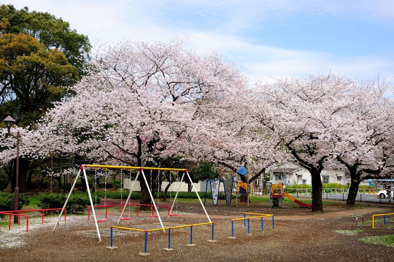 「和田堀公園」は桜の名所としても知られる